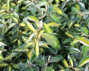 Hlošina Ebbingeova 'Limelight'