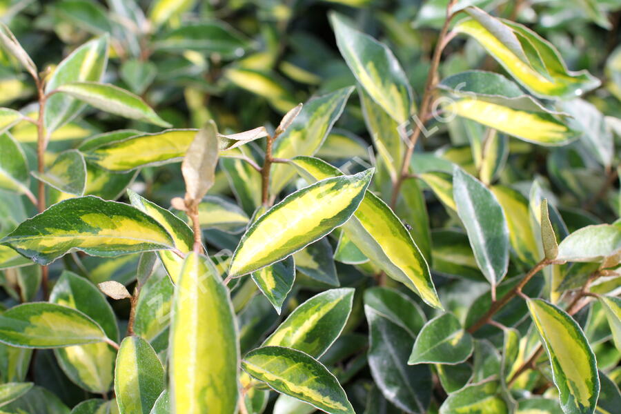 Hlošina Ebbingeova 'Limelight' - Elaeagnus x ebbingei 'Limelight'