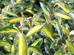 Hlošina Ebbingeova 'Limelight' - Elaeagnus x ebbingei 'Limelight'