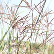 Vousatice - Andropogon gerardii