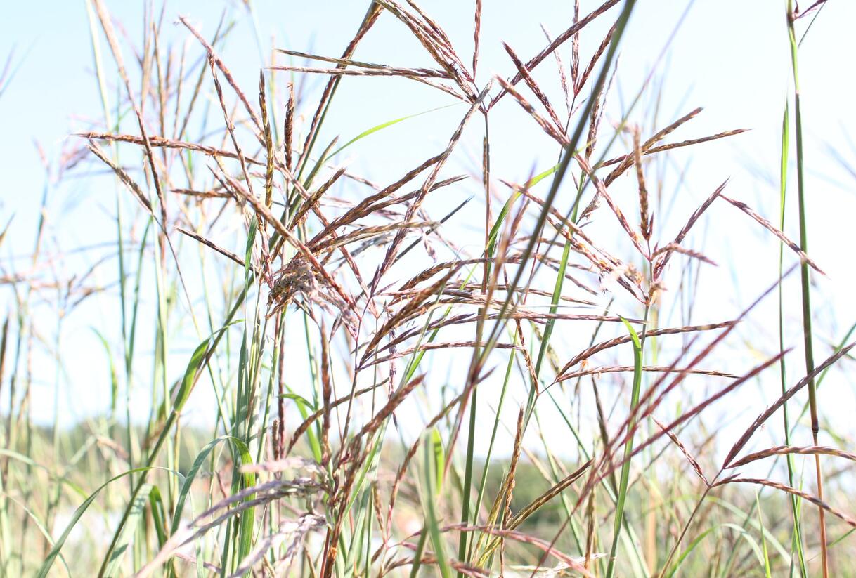 Vousatice - Andropogon gerardii