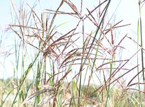Vousatice - Andropogon gerardii
