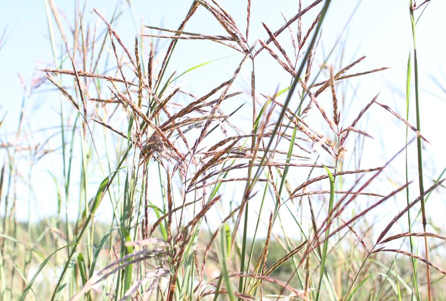 Vousatice - Andropogon gerardii