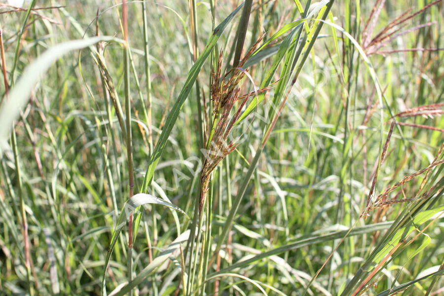 Vousatice - Andropogon gerardii