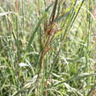 Vousatice - Andropogon gerardii