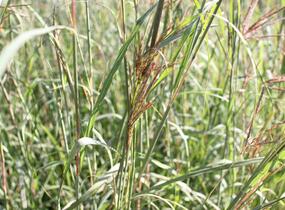 Vousatice - Andropogon gerardii