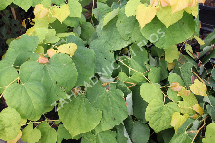 Zmarlika kanadská 'Rising Sun' - Cercis canadensis 'Rising Sun'