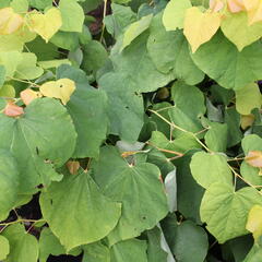 Zmarlika kanadská 'Rising Sun' - Cercis canadensis 'Rising Sun'