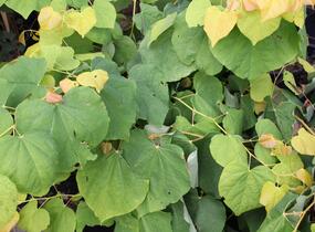 Zmarlika kanadská 'Rising Sun' - Cercis canadensis 'Rising Sun'