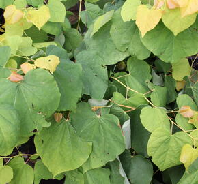 Zmarlika kanadská 'Rising Sun' - Cercis canadensis 'Rising Sun'