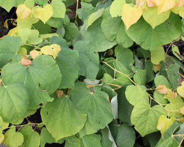 Zmarlika kanadská 'Rising Sun'