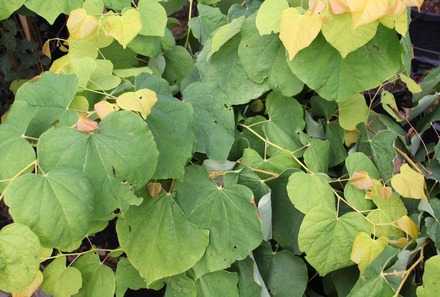 Zmarlika kanadská 'Rising Sun' - Cercis canadensis 'Rising Sun'