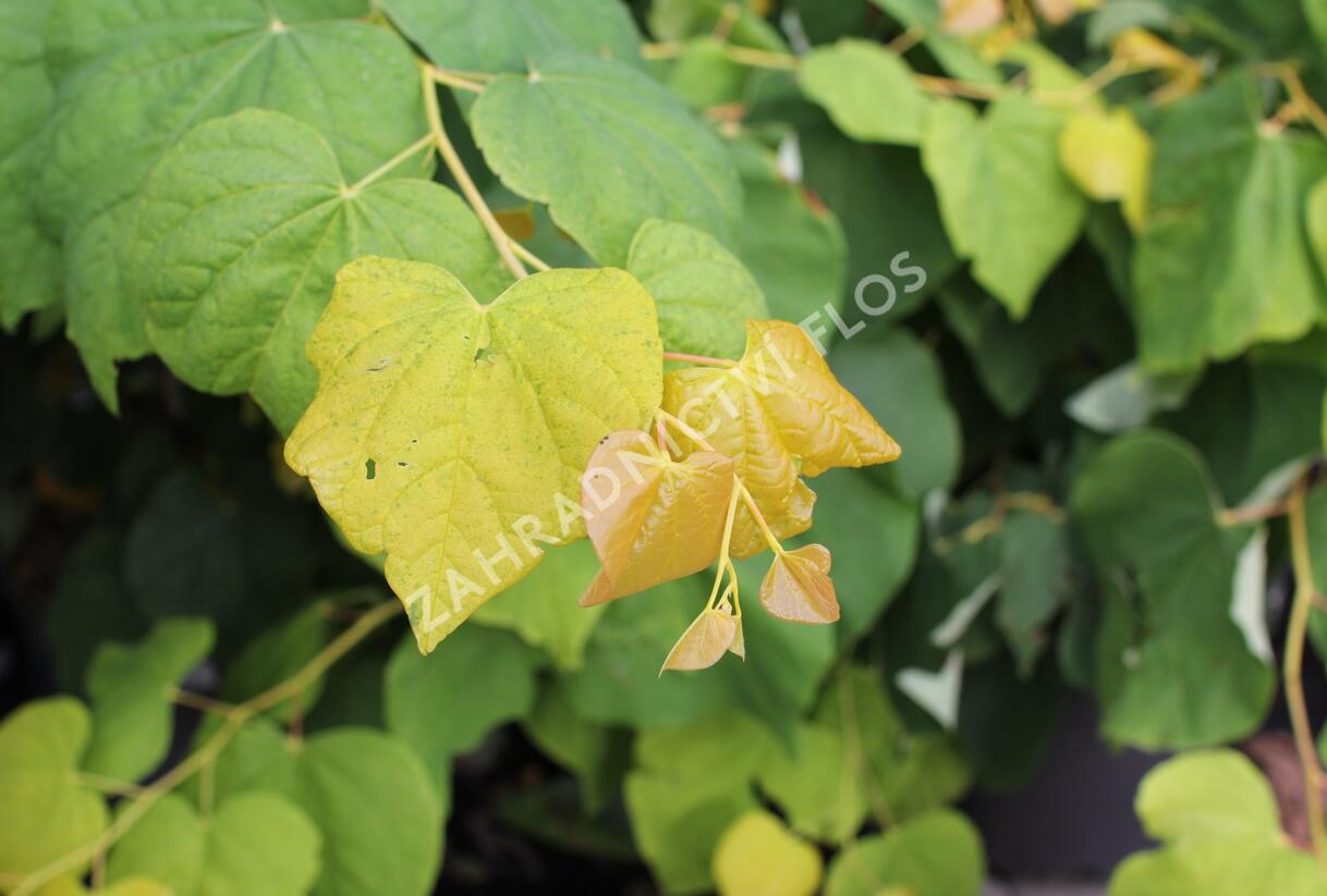 Zmarlika kanadská 'Rising Sun' - Cercis canadensis 'Rising Sun'