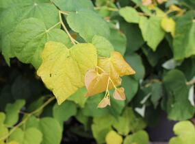 Zmarlika kanadská 'Rising Sun' - Cercis canadensis 'Rising Sun'