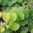 Zmarlika kanadská 'Rising Sun' - Cercis canadensis 'Rising Sun'