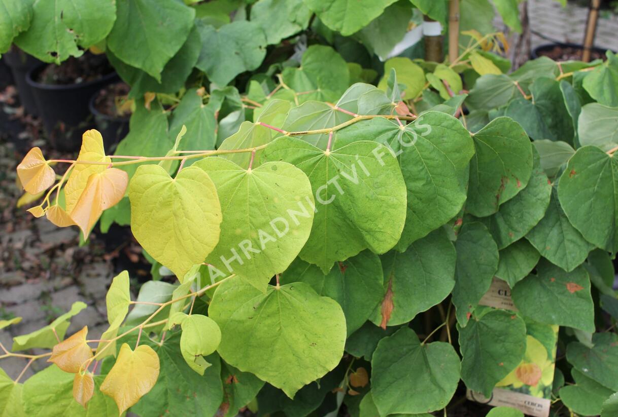 Zmarlika kanadská 'Rising Sun' - Cercis canadensis 'Rising Sun'
