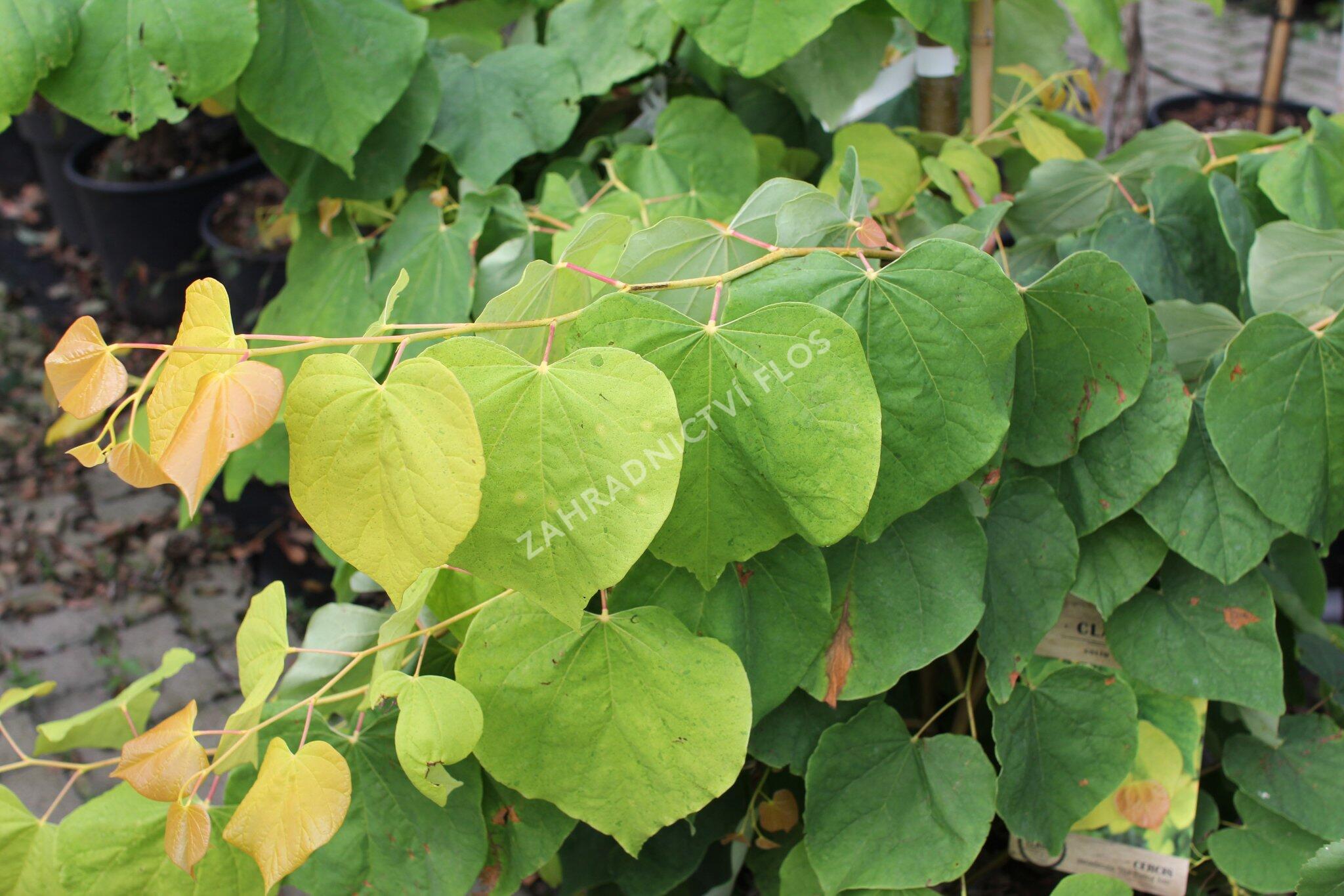 Zmarlika kanadská 'Rising Sun' - Cercis canadensis 'Rising Sun ...