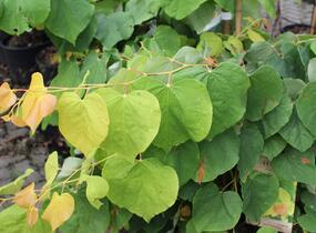 Zmarlika kanadská 'Rising Sun' - Cercis canadensis 'Rising Sun'