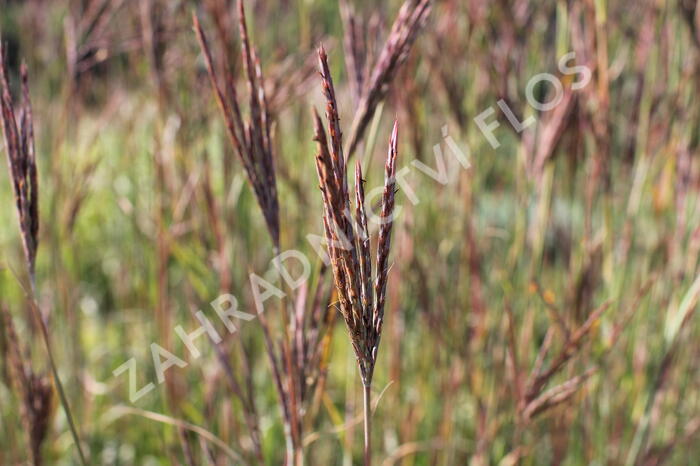 Vousatice 'JS Purple Konza' - Andropogon hallii 'JS Purple Konza'