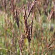 Vousatice 'JS Purple Konza' - Andropogon hallii 'JS Purple Konza'