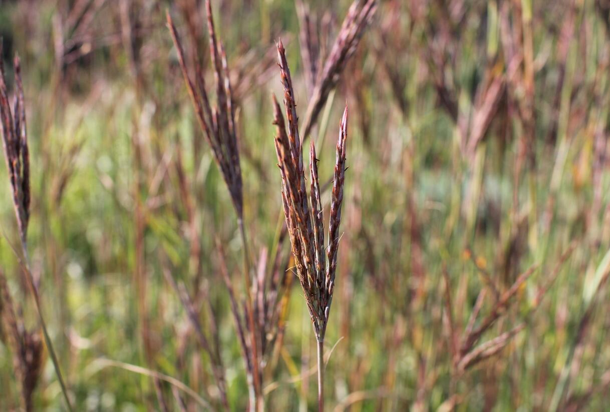 Vousatice 'JS Purple Konza' - Andropogon hallii 'JS Purple Konza'