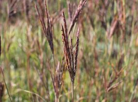 Vousatice 'JS Purple Konza' - Andropogon hallii 'JS Purple Konza'