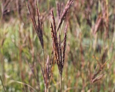 Vousatice 'JS Purple Konza'