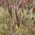 vousatice-js-purple-konza.jpg