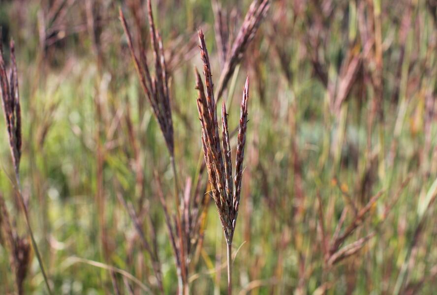 Vousatice 'JS Purple Konza' - Andropogon hallii 'JS Purple Konza'