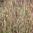 Vousatice 'JS Purple Konza' - Andropogon hallii 'JS Purple Konza'