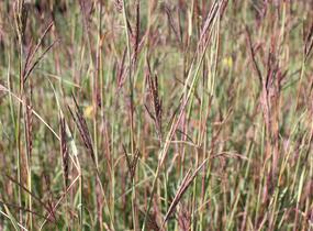 Vousatice 'JS Purple Konza' - Andropogon hallii 'JS Purple Konza'