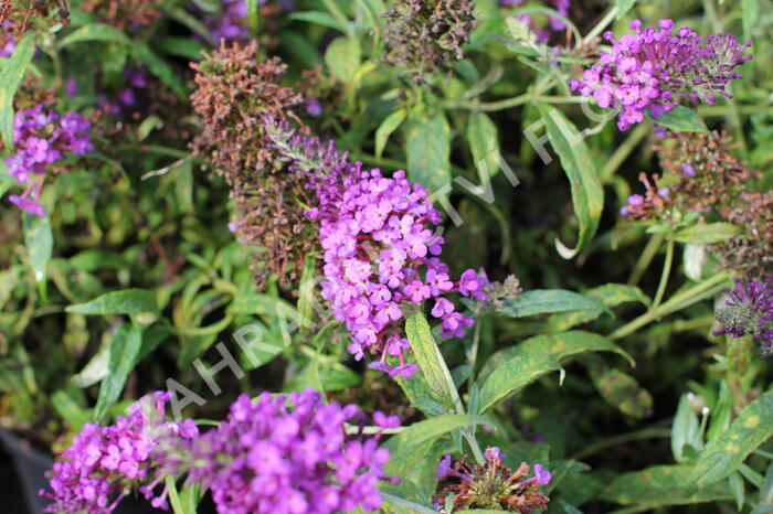 Motýlí keř, Komule Davidova 'Summer Bird Blue' - Buddleja davidii 'Summer Bird Blue'