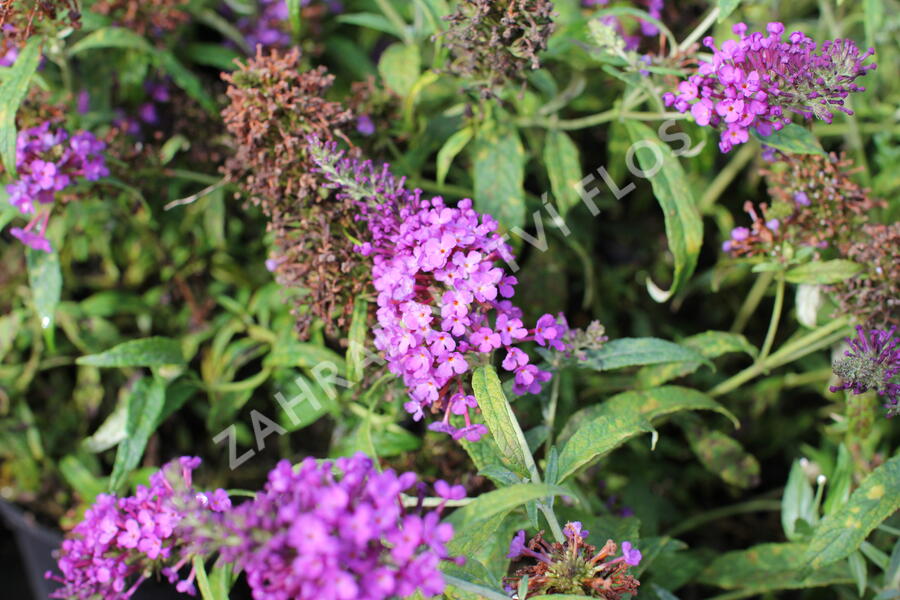 Motýlí keř, Komule Davidova 'Summer Bird Blue' - Buddleja davidii 'Summer Bird Blue'