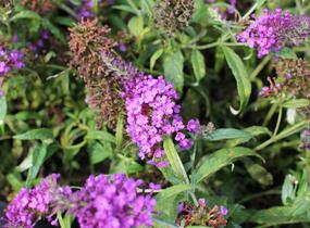 Motýlí keř, Komule Davidova 'Summer Bird Blue' - Buddleja davidii 'Summer Bird Blue'
