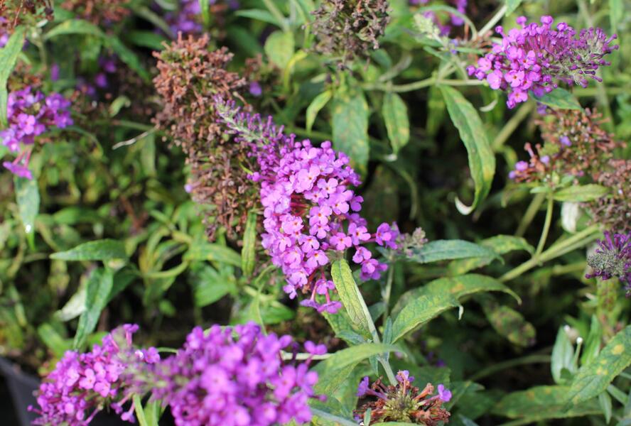 Motýlí keř, Komule Davidova 'Summer Bird Blue' - Buddleja davidii 'Summer Bird Blue'