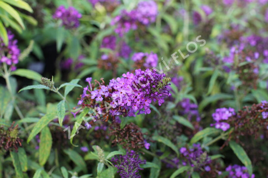 Motýlí keř, Komule Davidova 'Summer Bird Blue' - Buddleja davidii 'Summer Bird Blue'