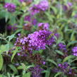 Motýlí keř, Komule Davidova 'Summer Bird Blue' - Buddleja davidii 'Summer Bird Blue'