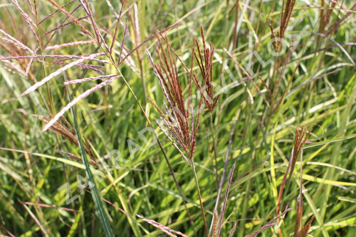 Ozdobnice čínská 'Ibiza' - Miscanthus sinensis 'Ibiza'