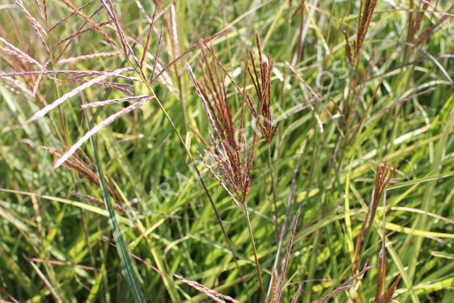 Ozdobnice čínská 'Ibiza' - Miscanthus sinensis 'Ibiza'