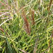 Ozdobnice čínská 'Ibiza' - Miscanthus sinensis 'Ibiza'