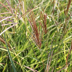 Ozdobnice čínská 'Ibiza' - Miscanthus sinensis 'Ibiza'