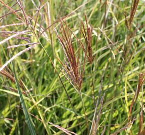 Ozdobnice čínská 'Ibiza' - Miscanthus sinensis 'Ibiza'