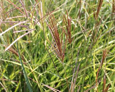 Ozdobnice čínská 'Ibiza'