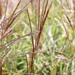 Ozdobnice čínská 'Ibiza' - Miscanthus sinensis 'Ibiza'