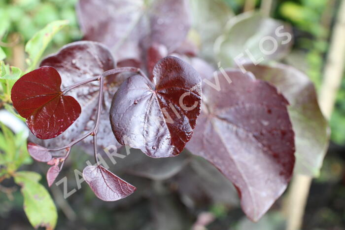 Zmarlika kanadská 'Merlot' - Cercis canadensis 'Merlot'