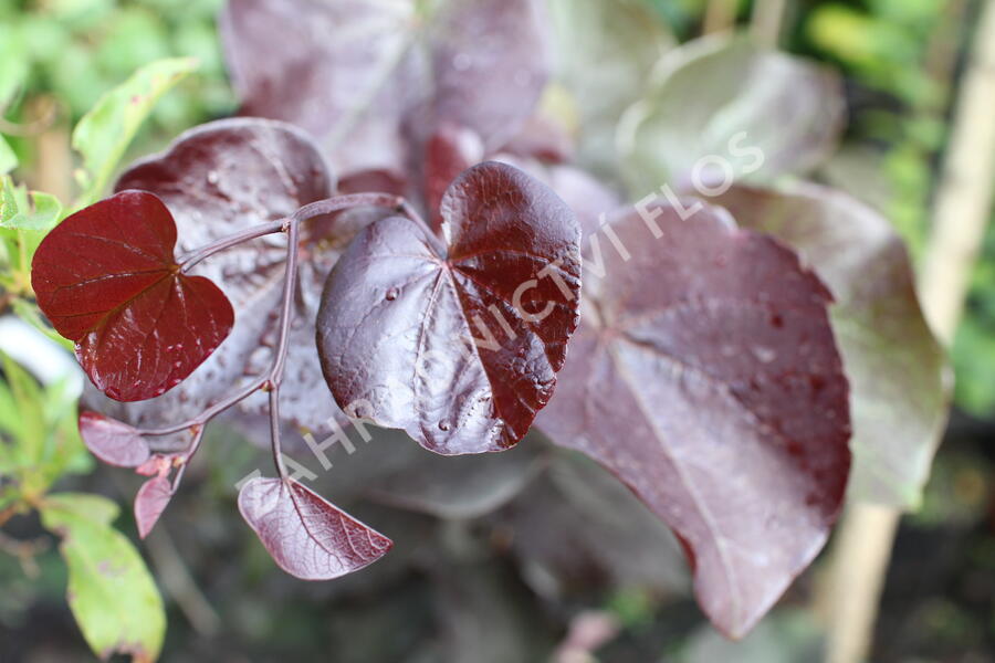 Zmarlika kanadská 'Merlot' - Cercis canadensis 'Merlot'