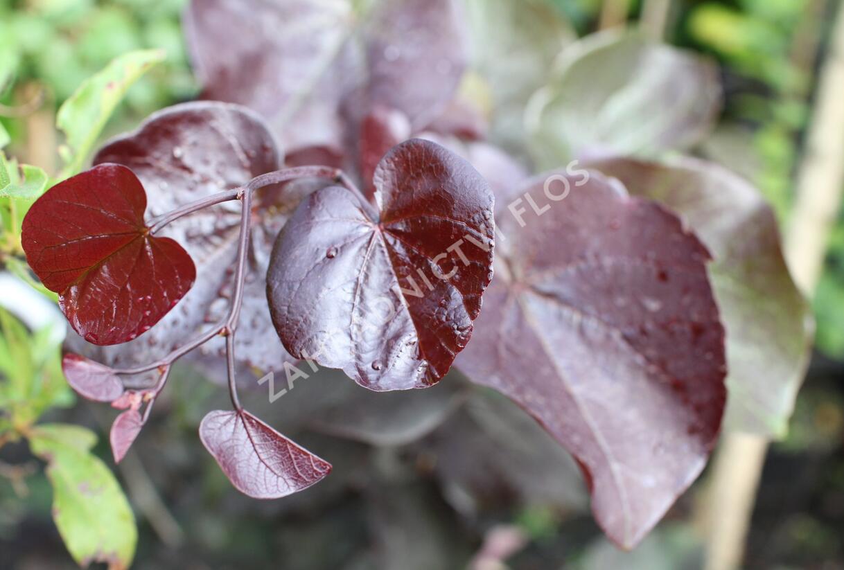 Zmarlika kanadská 'Merlot' - Cercis canadensis 'Merlot'