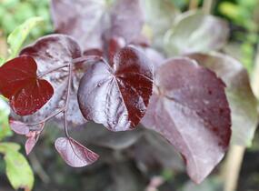 Zmarlika kanadská 'Merlot' - Cercis canadensis 'Merlot'