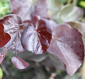 Zmarlika kanadská 'Merlot' - Cercis canadensis 'Merlot'