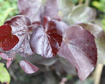 Zmarlika kanadská 'Merlot'